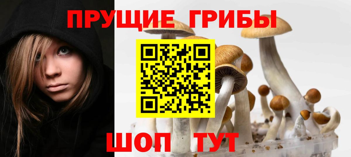 Псилоцибиновые грибы Psilocybine cubensis Анапа